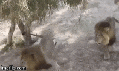 Video: Đang tán tỉnh, sư tử đực cong đuôi chạy vì gặp ngay tình địch quá mạnh