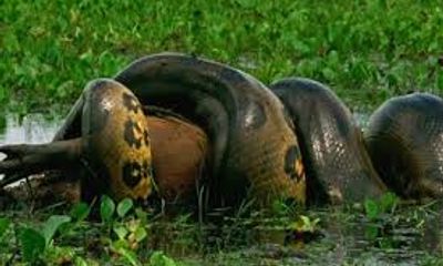 Video: Trăn anaconda siết chết con chuột khổng lồ nặng 50kg