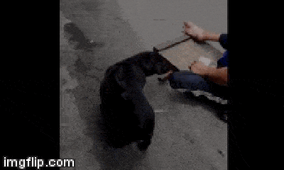 Video: Chó cưng kề vai sát cánh cùng chủ nghèo bán vé số thu hút hơn 2 triệu lượt xem 