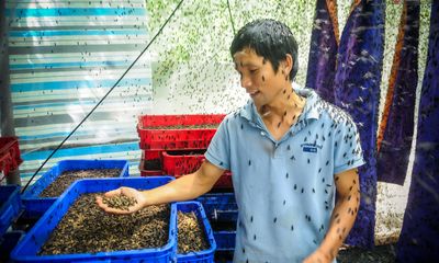 Chàng kỹ sư trẻ liều lĩnh về quê nuôi ruồi, thu nhập 80 triệu đồng/tháng