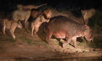 Video: Cái kết thảm hại cho đàn sư tử tấn công hà mã 