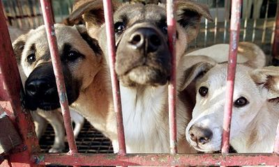 Khu chợ lớn chuyên bán thịt chó tại Hàn Quốc chính thức đóng cửa