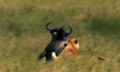 Video: Linh dương đầu bò quyết chiến với sư tử để bảo vệ con 