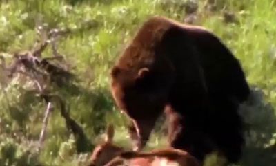Video: Vì bảo vệ con, gấu mẹ bất lực nhìn đàn sói hoang cướp mất miếng mồi 