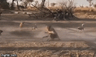 Video: Bị 16 con chó hoang bao vây, sử tử mẹ cắn gãy cổ kẻ thù để bảo vệ con non