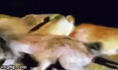 Video: Quấy nhiễu giấc ngủ của chúa sơn lâm, linh cẩu bị cắn toác họng