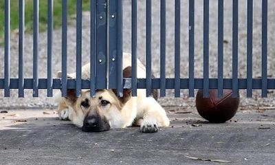 Cảm động chú chó buồn bã nằm ở cổng chờ đợi người chủ đã qua đời trở về