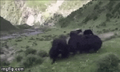 Video: Húc trượt đối thủ, bò Tây Tạng lộn một vòng như 