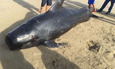 Bất ngờ phát hiện cá voi dài 4m, nặng gần 1 tấn trôi dạt vào bờ biển Hà Tĩnh