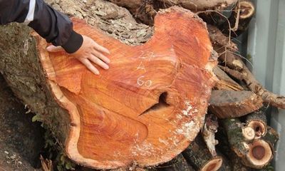 Hà Nội: Sắp bán đấu giá hơn 5 tấn gỗ sưa, ước tính hàng chục triệu đồng mỗi kg