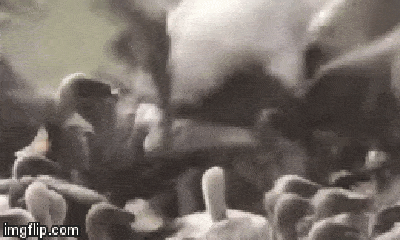 Video: Đang đánh chén con mồi, linh cẩu bị cả trăm con kền kền lao vào cướp