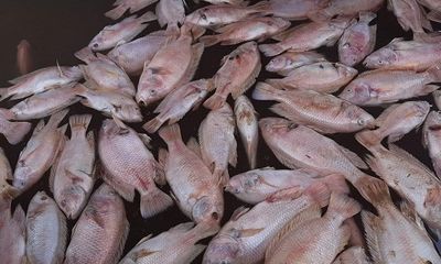 Xác định nguyên nhân ban đầu khiến cá nuôi chết hàng loạt ở sông Tiền