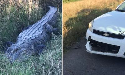 Cá sấu tấn công gặm nát đầu xe cảnh sát rồi tẩu thoát 