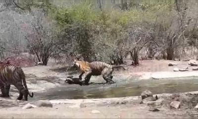 Cuộc chiến sinh tồn: Hổ mẹ dìm con xuống nước để tránh kẻ thù 