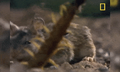 Video: Mải mê săn mồi rết chân vàng bị chuột xơi tái 