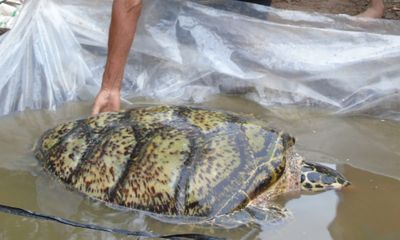 Người dân Sóc Trăng bắt được rùa biển quý hiếm 34kg 