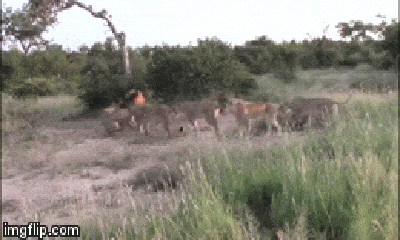 Video: Đàn sư tử cái ẩn mình trong lớp cỏ, lao ra tấn công sư tử đực và diễn biến bất ngờ