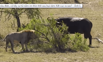 Video: Bị trâu rừng tấn công cả bầy sư tử nằm im không giám nhúc nhích