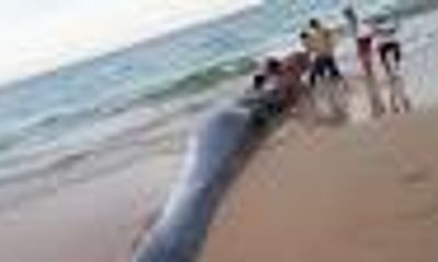 Phát hiện xác cá voi nặng hơn 2 tấn dạt vào bờ biển Khánh Hòa