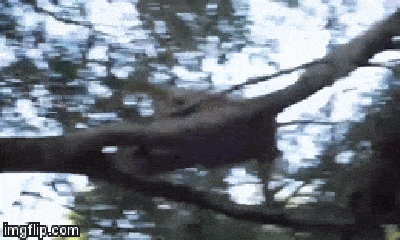 Video: Trèo lên cây săn khỉ đầu chó, báo đốm không ngờ bị rượt đuổi ngã lăn xuống đất