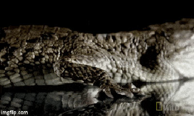 Video: Rùng mình xem hung thần cá sấu săn mồi trên sông 