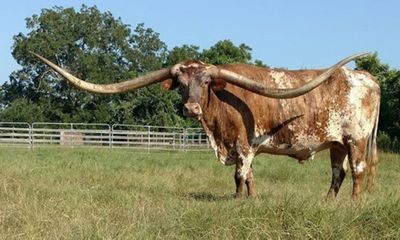 Con bò lập kỷ lục với cặp sừng dài hơn 3m