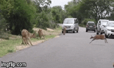 Video: Thấy linh dương bỗng chạy thẳng về phía mình, bầy sư tử liền tóm gọn rồi 
