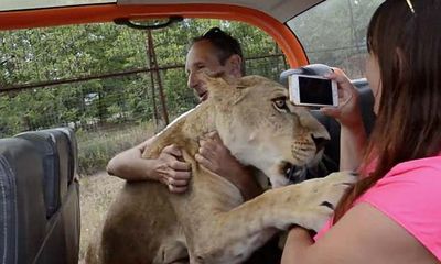 Video: Sư tử rúc vào lòng làm nũng như thú cưng khiến du khách vừa sợ vừa thích thú