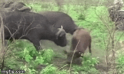 Video: Đàn trâu rừng rầm rập kéo đến giải cứu nghé con thoát khỏi nanh vuốt 3 con sư tử