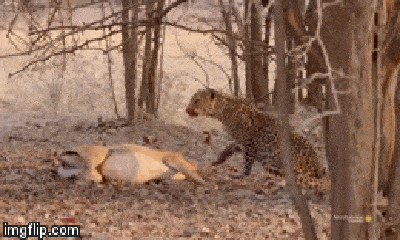 Video: Vừa giết được linh dương, báo hoa mai phải chạy thục mạng vì bị sư tử truy sát