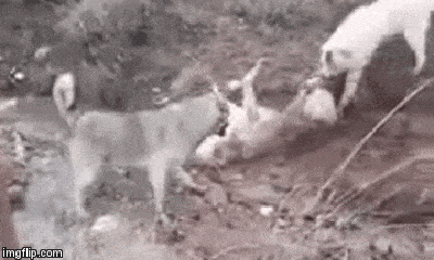 Cuộc chiến sinh tồn: Chó sói độc chiến ác liệt với 2 chó nhà hung dữ và cái kết
