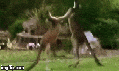 Video: Hồi hộp xem kangaroo 