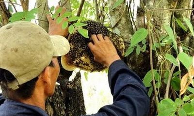 Hà Tĩnh: Vào rừng lấy mật ong, người đàn ông tử vong thương tâm