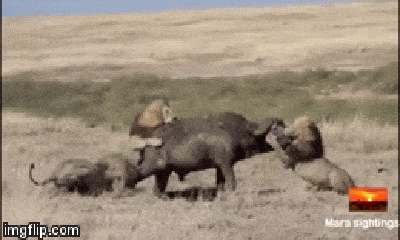 Video: Trâu rừng quyết đấu với 3 con sư tử đực tìm đường thoát thân