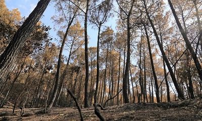 Vì sao chưa huy động trực thăng chữa cháy rừng nghiêm trọng ở Hà Tĩnh?
