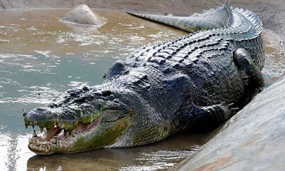 Rùng rợn khi phát hiện thi thể người trong bụng cá sấu nặng 204kg dài 3,7 mét