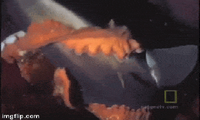 Video: Kinh ngạc cảnh bạch tuộc khổng lồ giết chết cá mập
