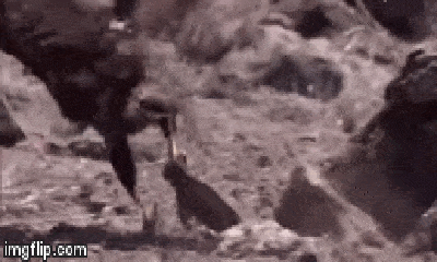 Video: Diều hâu tung đòn cực hiểm giết chết rồng Nam Mỹ rồi tha về tổ ăn thịt