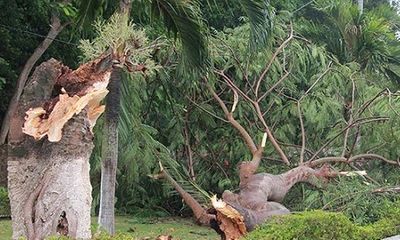 Hình ảnh bão số 2 độ bộ vào đất liền: Mưa lớn, gió giật, quật đổ nhiều cây xanh ở Hải Phòng
