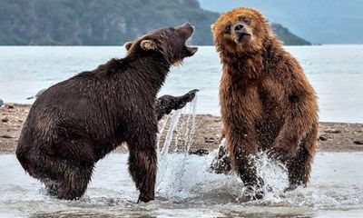 Video: Gấu nâu dìm đối thủ xuống nước để giành chỗ bắt cá hồi