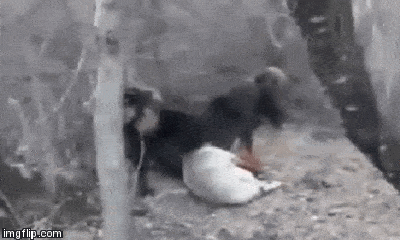 Video: Chó sói xui xẻo đụng phải chó ngao Tây Tạng và cái kết đẫm máu