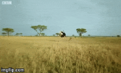 Video: Linh cẩu nhận cái kết ê chề khi nhăm nhe bắt đà điểu con 
