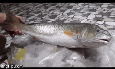 Video: Cận cảnh con cá 