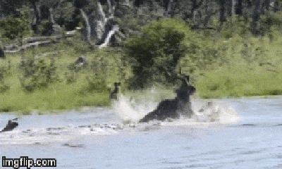 Video: Linh dương Kudu tử chiến dữ dội với bầy chó hoang khát máu dưới nước