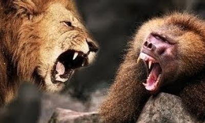 Video: Khỉ đầu chó và những “vũ khí” khiến đối thủ kinh hồn bạt vía