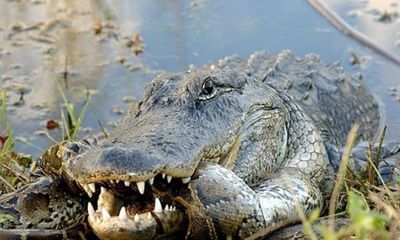 Trăn Miến Điện và cá sấu khổng lồ giao chiến dữ dội tại đầm lầy