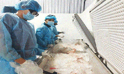 Hơn 600 kg thịt heo nhiễm bệnh tả châu Phi có giấy chứng nhận kiểm dịch