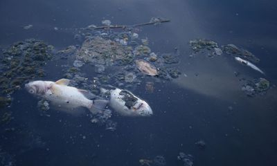 Nước sông Tô Lịch lại đen kịt, cá chết dày đặc 