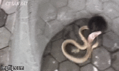 Video: Bị nhốt chung chuồng với rắn hổ mang, chuột cống nổi điên cắn nát đầu kẻ thù