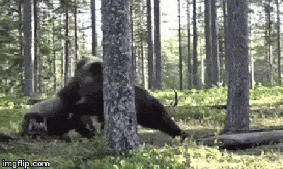 Video: Trận chiến “long trời lở đất” giữa 2 con gấu nâu, ai sẽ là kẻ chiến thắng?